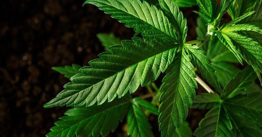  Aurora Cannabis Drops 9% in U.S. Trading Debut 
