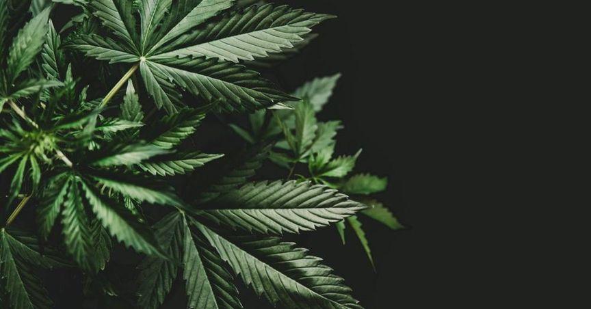  London Cannabis Shares In Focus As The Sector Keeps Maturing 