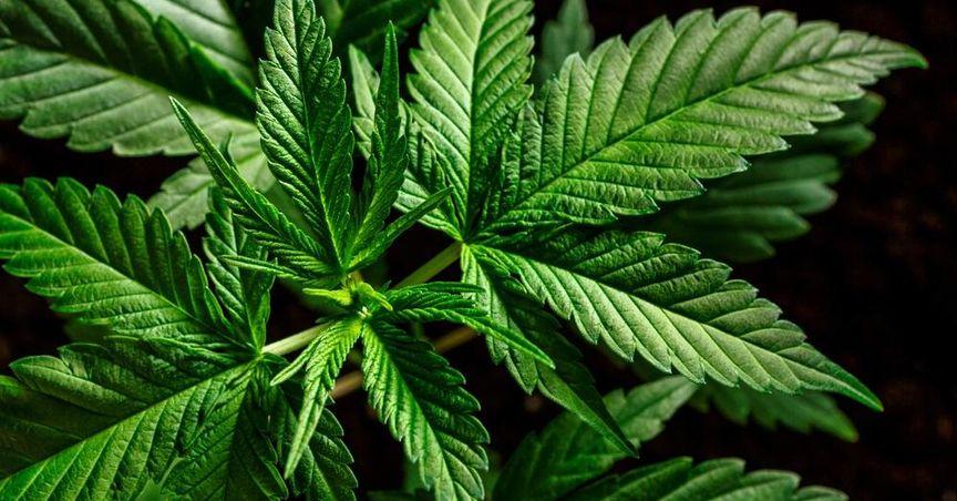  Cannabis Merger Shock Reshapes ASX Growth Story 
