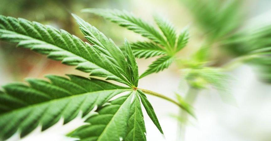  Could Medical Demand Keep London's Cannabis Names On Watchlists? 