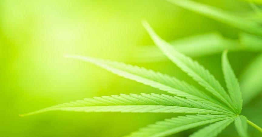 Cannabisnmn_07_21_2026_07_54_40_805912.jpg