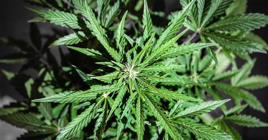  Celadon and Ananda in the Frame as Cannabis Theme Resurfaces Today 