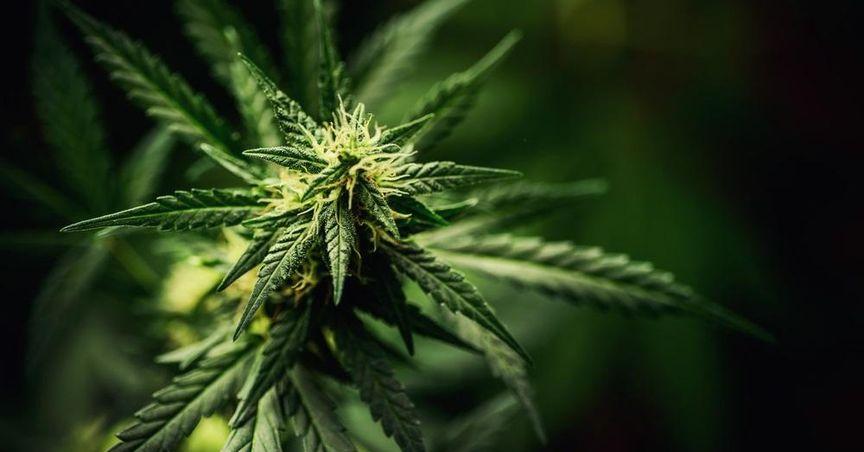  Canopy Growth Stock Doubled Last Month: Worth Buying? 