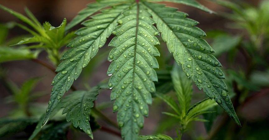  From Promise To Profit: The Cannabis Challenge 