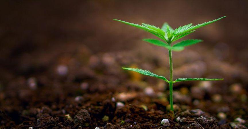 Why Kanabo Group (LSE:KNB) Is Back on Investors' Watchlists 