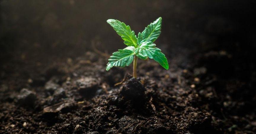  What's Happening With Oxford Cannabinoid Technologies (LSE:OCTP) Stock After Its Sudden Collapse? 