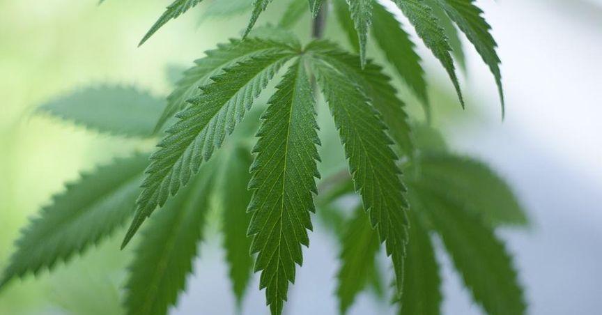  Can ASX Cannabis Names Stand Apart From North America? 