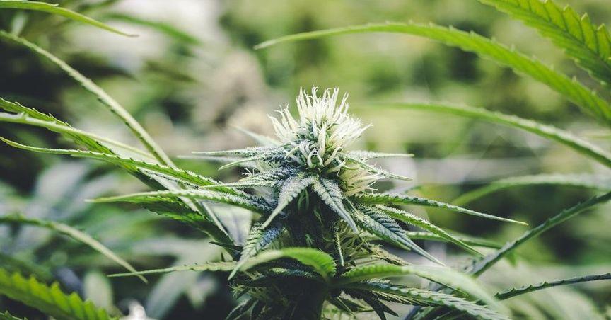  Aurora Cannabis (TSX:ACB) Maintains Focus Amid Market Activity 