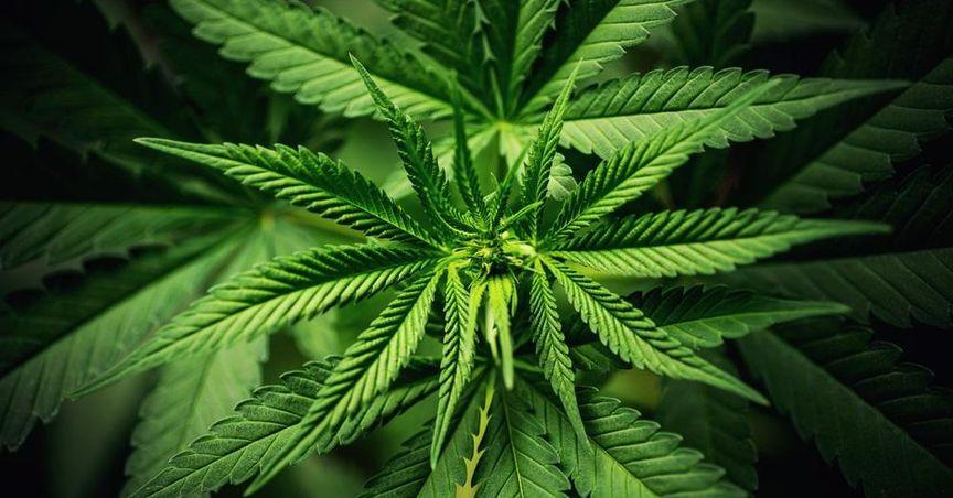  Can Chill Brands (LSE:CHLL) and Celadon (LSE:CEL) Revive Cannabis Stocks? 