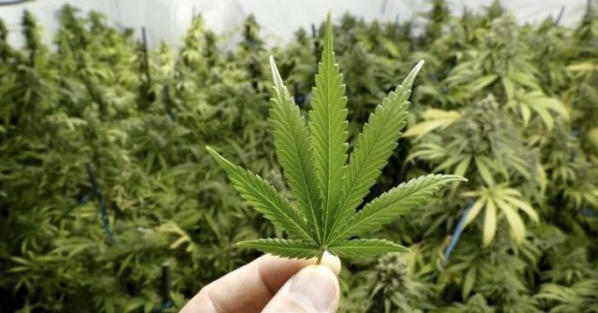 New Marijuana Business Amplifies Australia’s Booming Cannabis Market- 10 Related Stocks