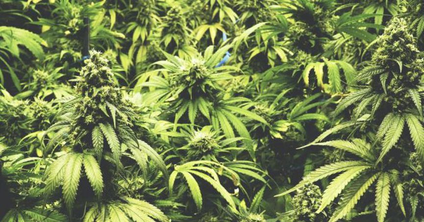  All You Need To Know About An Upcoming Pot Stock IPO - Cronos Australia 