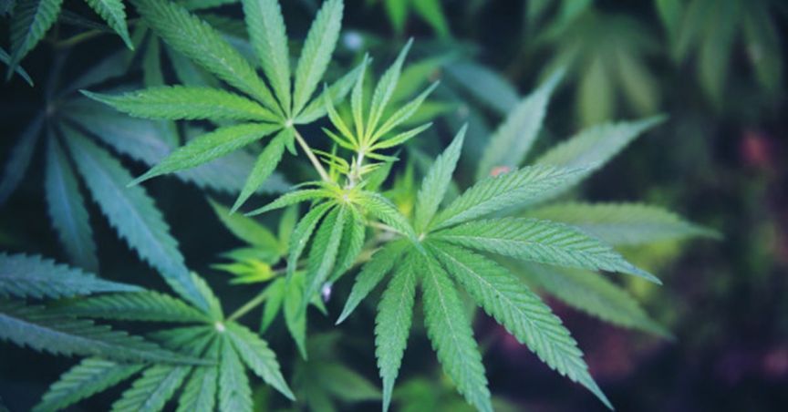 Elixinol Global To Acquire 25.43% Stake In Altmed Pets LLC
