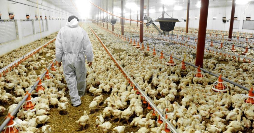  Inghams Group Ltd Has Made A New Hatchery Investment 