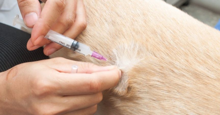 Pet Care Retailer Greencross To Sell 100% Of The Stakes To TPG