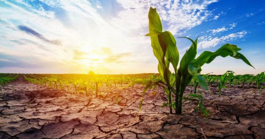  Graincorp Limited’s HY19 Earnings Impacted By East Coast Australian Drought 