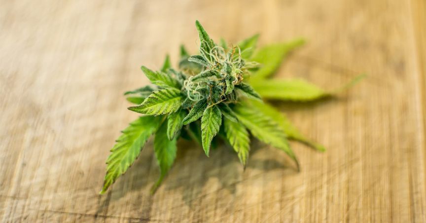  Cann Group’s shares surged 19% on a Revised Expansion Plan and Offtake Agreement 