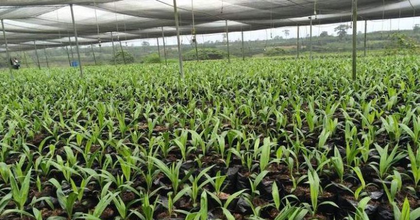  Leaf Resources Granted Patents For Glycell™ Technology 