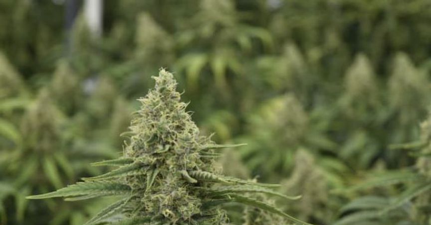 MGC’s Cannabis Ingredient Product Taking Grounds Over Its Pharma Products
