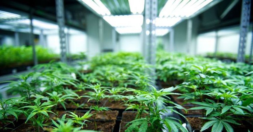  More Discoveries On Horizon In Medical Cannabis Research 