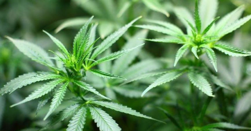  MMJ Group Eyes Growth Prospects For Harvest One: Shells Off Share Sale Plan 