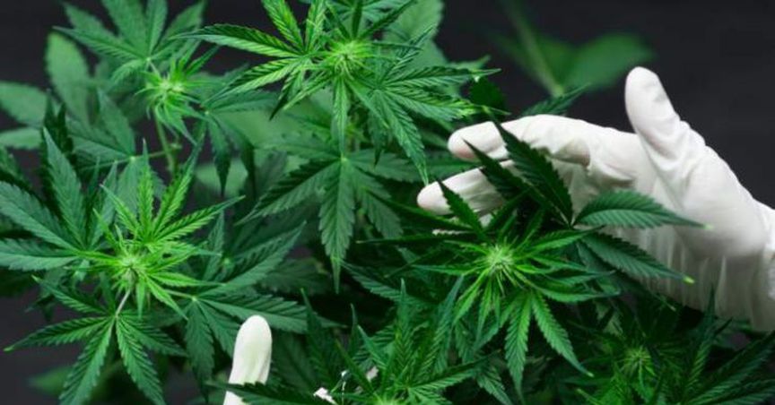 What Made MMJ Group Holdings Plunge As It Resumed Trading On ASX?