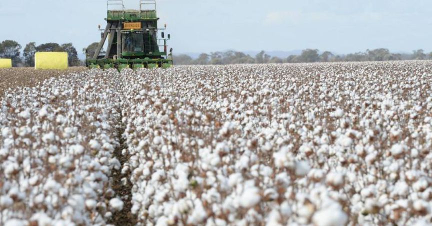  How Is The Needle moving On This Cotton Related Stock- Namoi Cotton Limited? 