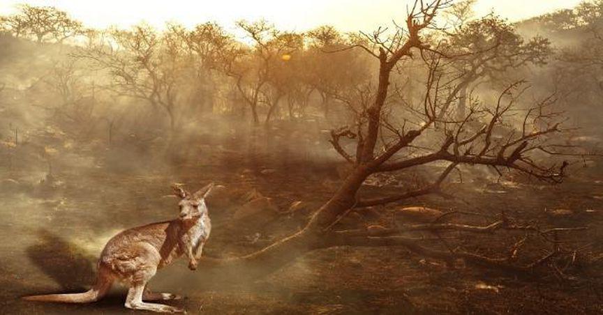  Australia announces action plan to halt species extinction crisis 