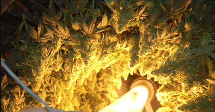 RotoGro Acquires Canadian Cannabis Processor, Supra THC Services