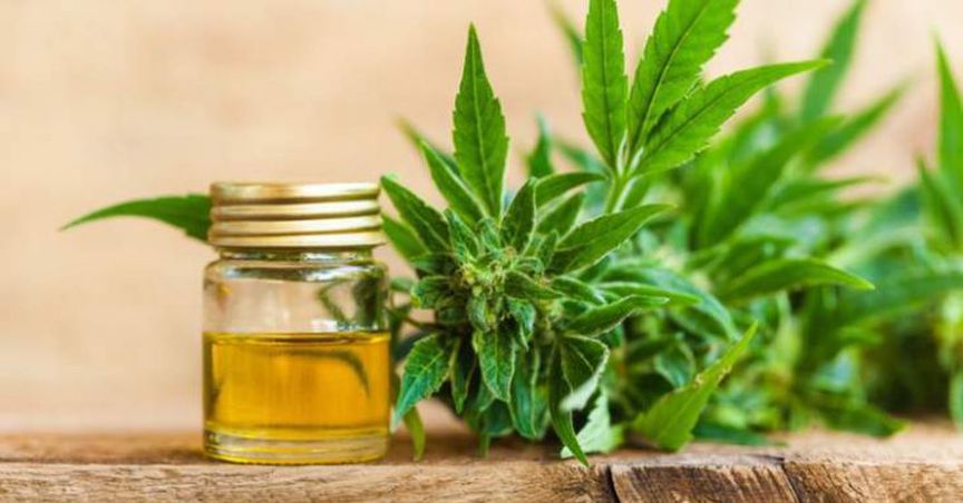  THC Global Completes the Acquisition of the Canadian Cannabis Company; Shares Surged up by more than 5 percent! 
