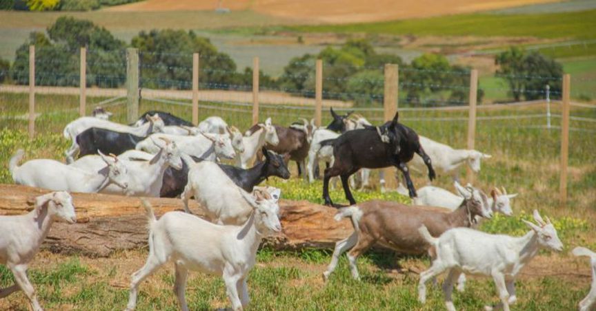 TasFoods Limited Set to buy Betta Milk for $11.5m; Stock Zooms up 8%