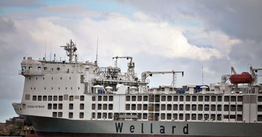  Wellard’s Shares Dipped Over 8% Despite The Company Refuting Incorrect Media Article 