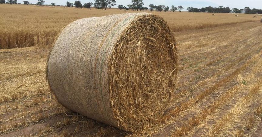  Wingara's Raywood Facility Received Approval Of GACC To Export Oaten Hay To China 