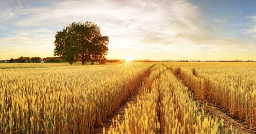  WOA Signs MoU With Hemp Growers For WA’s Largest Industrial Hemp Trial 
