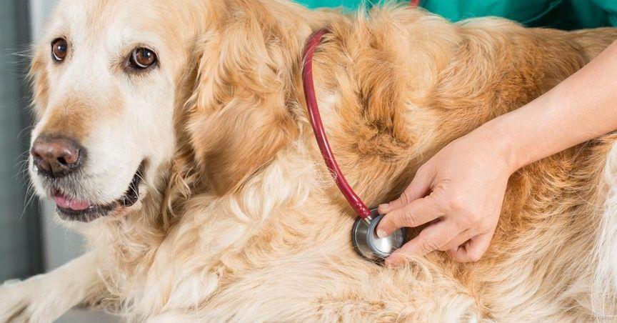  FTSE 350 Retail Segment Monitored as Pets at Home Group Maintains Rating Consistency 