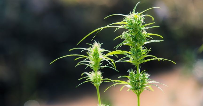 Pot Stocks Under Investor’s Radar – BDA, AC8, ATP, CAN, RGI.