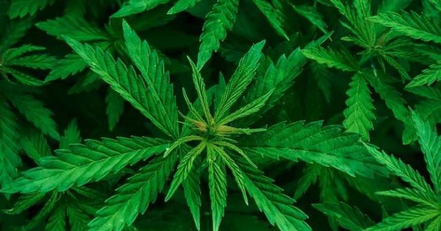  Bod Shares Mounted After It Aligned Itself With Chemist Warehouse Group To Dispense Medicinal Cannabis Products 