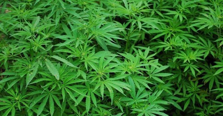 5 Cannabis Sector Stocks - AC8, THC, MDC, CAN And CPH