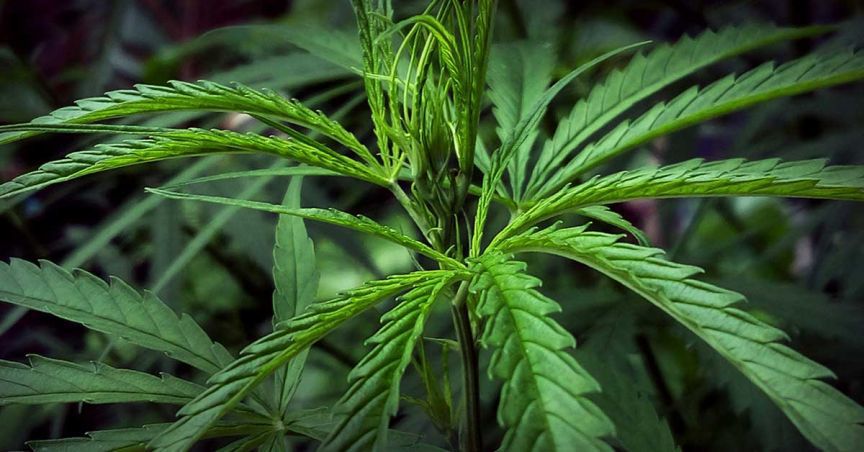  Creso Pharma Eyes Tremendous Growth in New Zealand Cannabis Market 