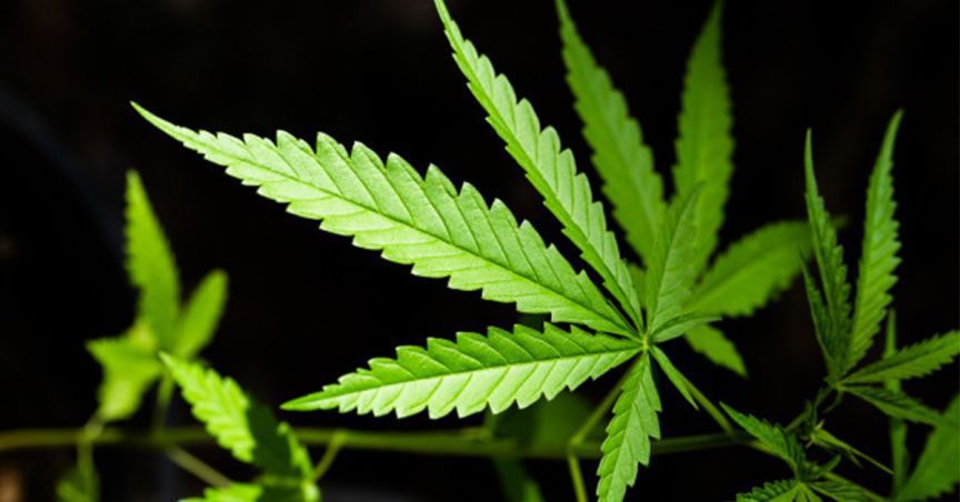 MediPharm Labs Enters Into Cannabis Extraction Agreement With TerrAscend Corp