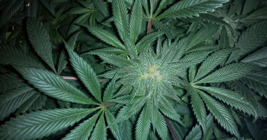  MMJ Group Announces CEO Resignation - Stock in Red Zone 