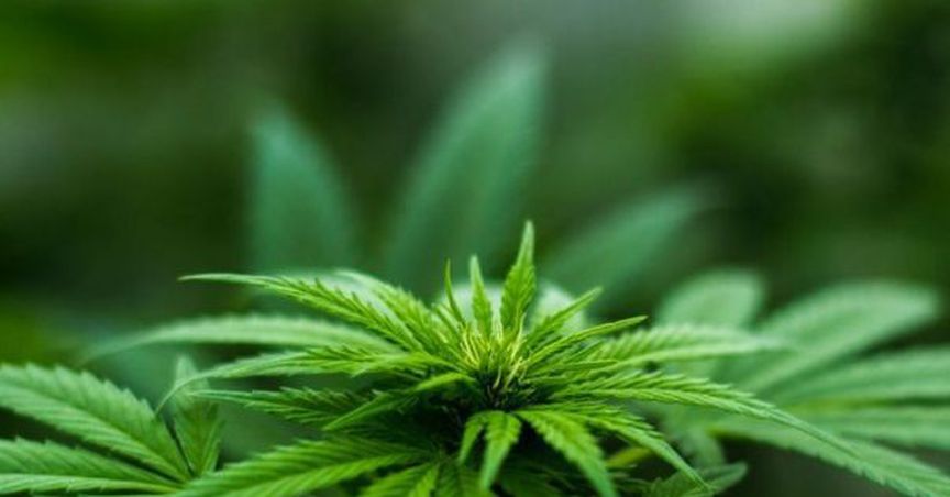 Cannabis Clinic Network Based Company, CannVaLate Plans To Raise $65 Million In An IPO