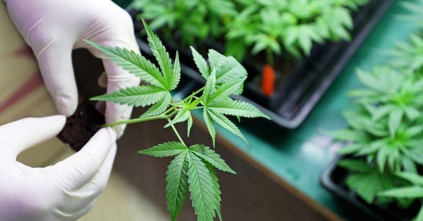  Why Are Cannabis Stocks Shifting With Sector Rotation in June? 