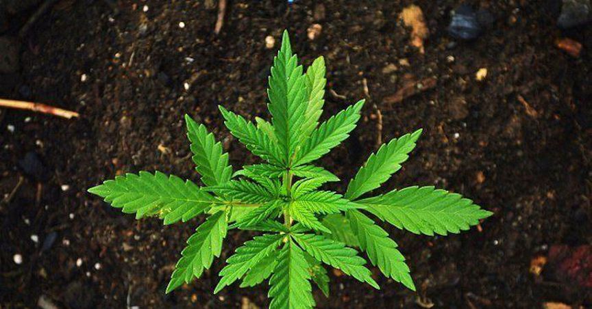  Affinity Energy Gets Approval For Facility Of Cannabis Cultivation 