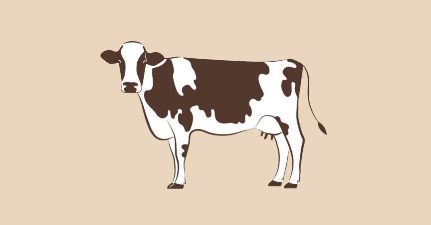 Wellard Ltd Puts A Halt On Cattle Import