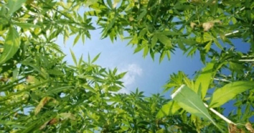 CropLogic To Expand Trial Farm Size From 150 To 500 Acres; Stock Zoomed Up By 7.5%