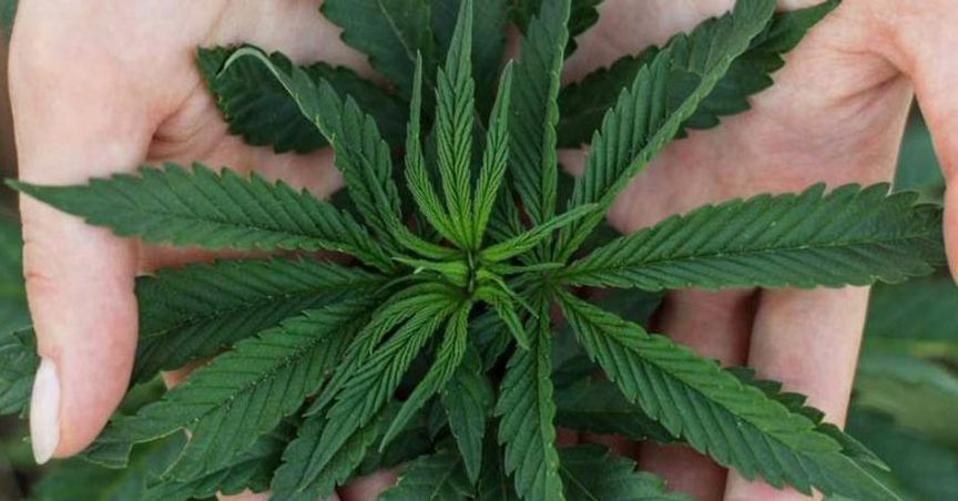 Creso Pharma Limited On Its Latest Agreement And Investment Update