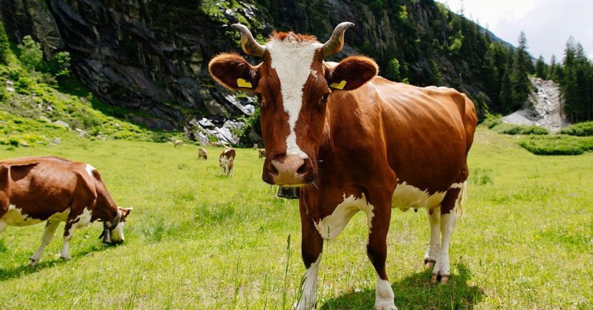 Woolworths Has Come To The Australian Dairy Farmers’ Rescue!