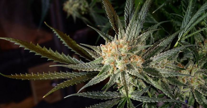 Cannabis Stock eSense-Lab Supplies More ‘Miracle Bottle’ In The UK
