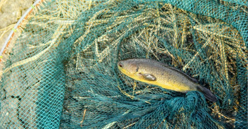  Murray Cod: Darling River Fish Deaths Have No Effect On Company’s Fish Stocks 