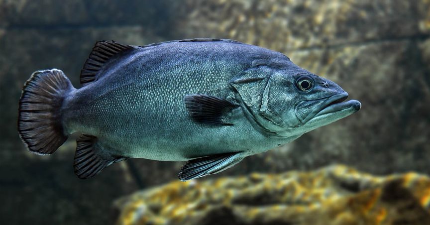 Murray COD To Raise Capital through Private Placement and SPP
